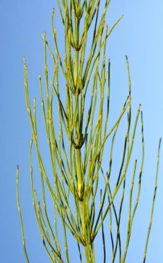 At kuyruğu tarlası (Equisetum arvense) vahşi doğada yetişir..