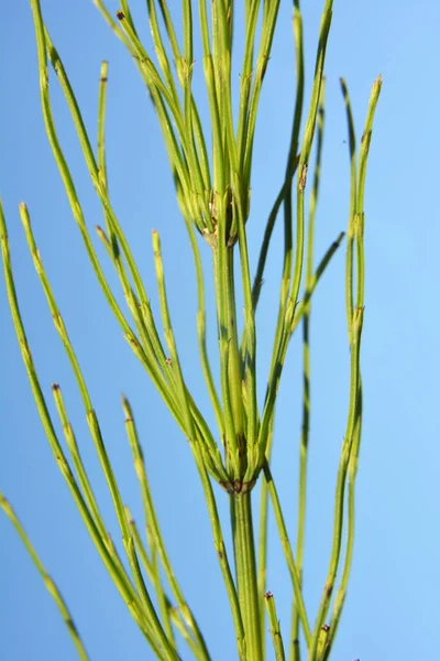 아메리카 말코손바닥사슴 Equisetum Arvense 야생에서 자란다 — 스톡 사진