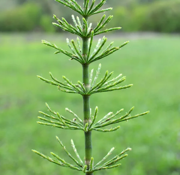 Schachtelhalm Equisetum Arvense Wächst Freier Wildbahn — Stockfoto