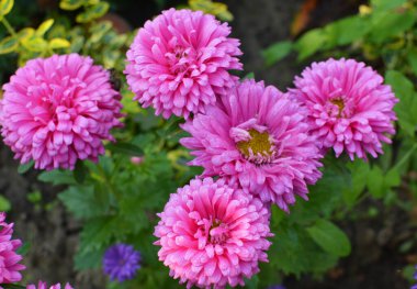 At kuyruğu tarlası (Equisetum arvense) vahşi doğada yetişir..
