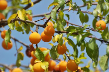 Ağacın dallarında olgunlaşmış erik meyveleri (Prunus cerasifera)).