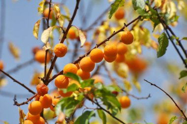 Ağacın dallarında olgunlaşmış erik meyveleri (Prunus cerasifera)).