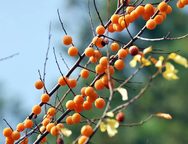 Nos Ramos Árvore Amadurecem Frutos Ameixas Prunus Cerasifera — Fotografia de Stock