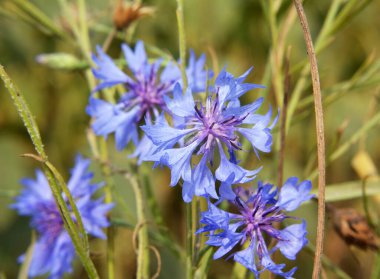 Mavi çiçek (Centaurea siyanus) tarlada çimenlerin arasında açar.