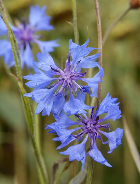 Blaue Kornblume Centaurea Cyanus Blüht Auf Dem Feld Zwischen Den — Stockfoto
