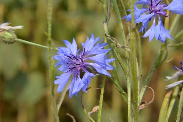 Aciano Azul Centaurea Cyanus Florece Campo Entre Las Hierbas — Foto de Stock