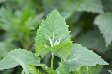 İlkbaharda, bahçede yenilebilir bitkisel orach (Atriplex hortensis) yetişir.
