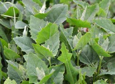 İlkbaharda, bahçede yenilebilir bitkisel orach (Atriplex hortensis) yetişir.