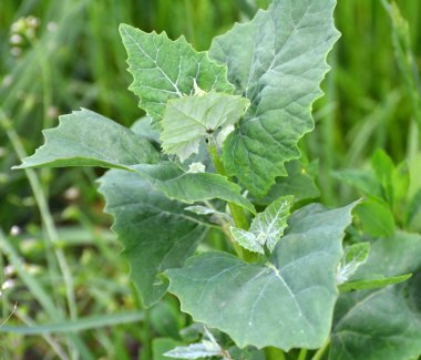 İlkbaharda, bahçede yenilebilir bitkisel orach (Atriplex hortensis) yetişir.