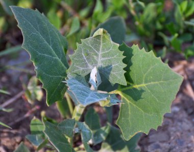 İlkbaharda, bahçede yenilebilir bitkisel orach (Atriplex hortensis) yetişir.