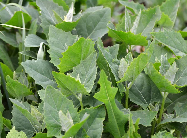 Primavera Orach Planta Comestível Hortensis Atriplex Cresce Jardim — Fotografia de Stock