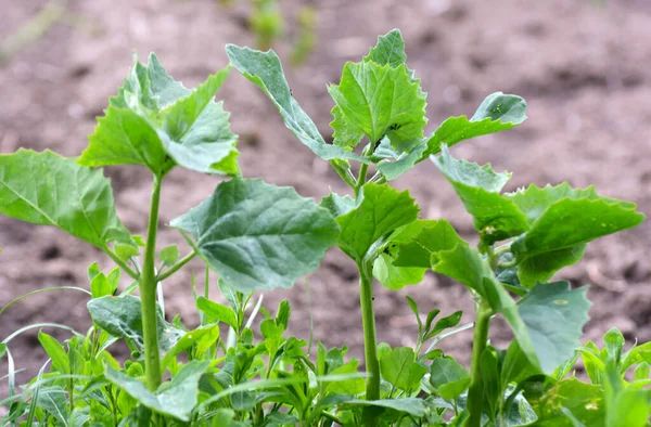 Wiosną Ogrodzie Rośnie Jadalna Roślina Orach Atriplex Hortensis — Zdjęcie stockowe