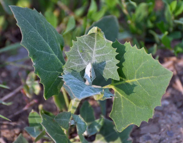 Primavera Orach Planta Comestível Hortensis Atriplex Cresce Jardim — Fotografia de Stock