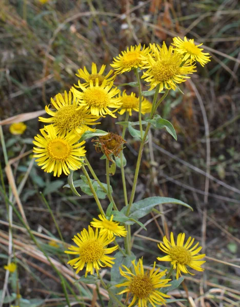 Verano Planta Medicinal Silvestre Inula Florece Naturaleza —  Fotos de Stock