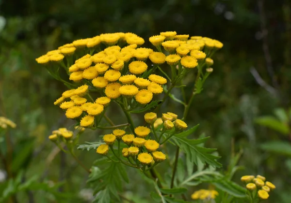 Tansy Fioriture Ordinarie Nel Prato Natura — Foto Stock