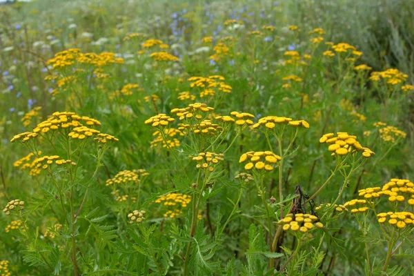 Tansy Közönséges Virágzik Réten Vadonban — Stock Fotó