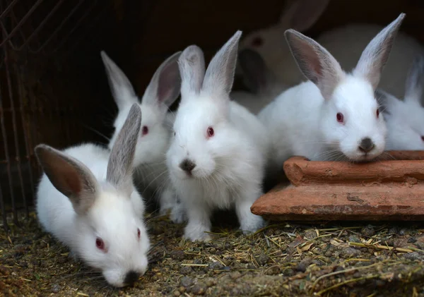 Ein Junges Kaninchen Der Kalifornischen Rasse — Stockfoto