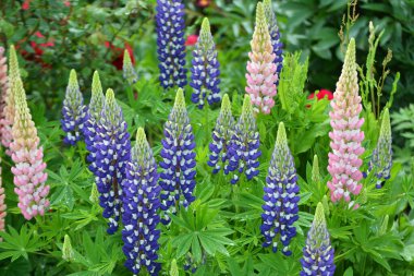 Baharda bahçede luplar açar.