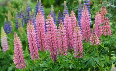 Baharda bahçede luplar açar.