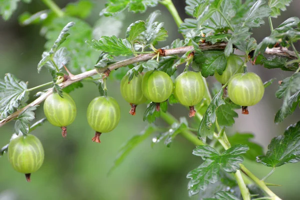 Branch Bush Gooseberry Ripe Berries — Stock Photo, Image