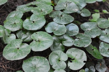 Asarum europaeum vahşi ormanda yetişir.