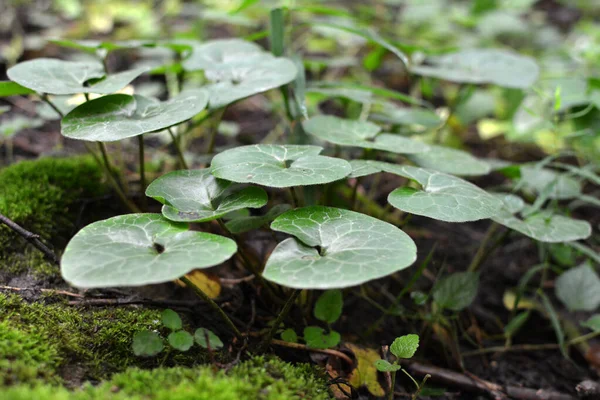 Asarum Europaeum Erdőben Vadonban — Stock Fotó