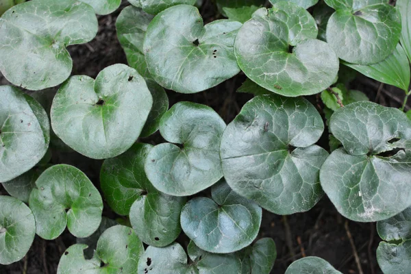 Asarum Europaeum Växer Skogen Det Vilda — Stockfoto