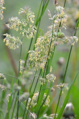 Çayırlarda değerli otlar açar Dactylis glomerata