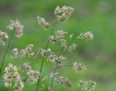 Çayırlarda değerli otlar açar Dactylis glomerata