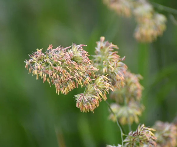 In the meadow blooms valuable fodder grass Dactylis glomerata