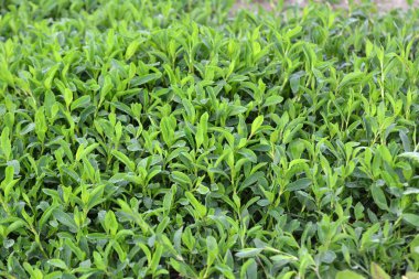 Baharda, vahşi doğada yeşil otlar yetişir.