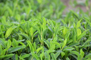 Baharda, vahşi doğada yeşil otlar yetişir.