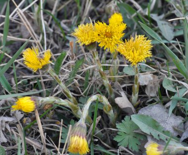 Doğada, ilkbahar erken çiçek açar bal ve ilaçlar coltsfoot (Tussilago farfara)