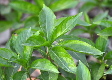 İlkbaharda vahşi Merkür 'de Perennis ormanda yetişir.