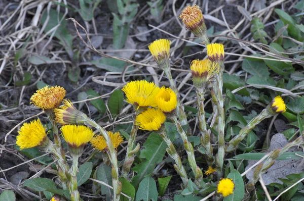 Natureza Florescer Início Primavera Mel Medicamentos Coltsfoot Planta Tussilago Farfarfara — Fotografia de Stock