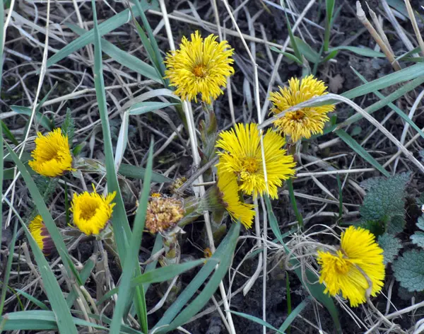 Przyrodzie Kwitną Wczesną Wiosną Miód Leki Roślin Coltsfoot Tussilago Farfara — Zdjęcie stockowe