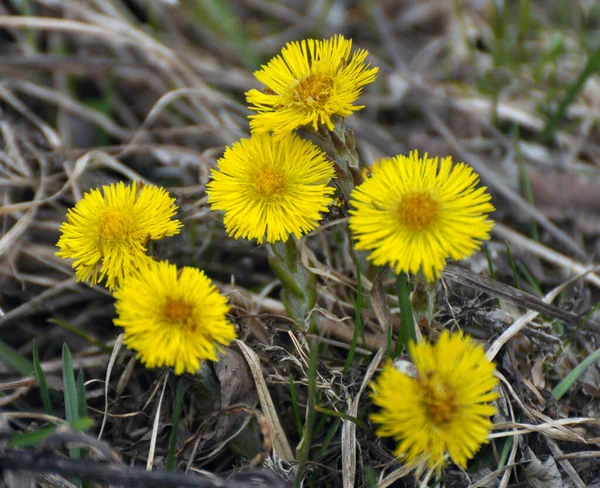 Nature Bloom Early Spring Honey Medicines Plant Coltsfoot Tussilago Farfara — Stock Photo, Image