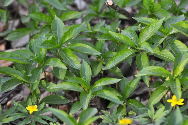 Musim Semi Alam Liar Mercurialis Perennis Tumbuh Hutan — Stok Foto