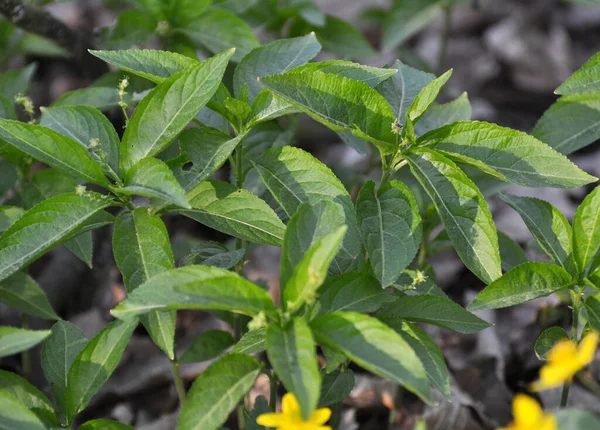 Musim Semi Alam Liar Mercurialis Perennis Tumbuh Hutan — Stok Foto