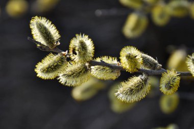 İlkbaharda, söğüt ağacı (salix caprea) doğada çiçek açar.