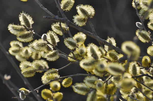 Spring Willow Salix Caprea Branch Blooms Nature — Stock Photo, Image