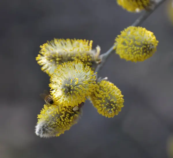 자연계에서 버드나무 Salix Caprea 가지가 피어난다 — 스톡 사진