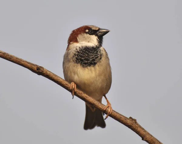 Sparrows Passer Selvagem Sentar Ramo — Fotografia de Stock