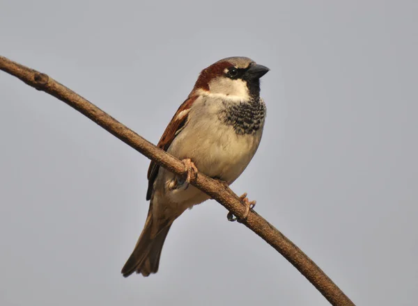 Sparrows Passer Wild Sit Branch — Stock Photo, Image