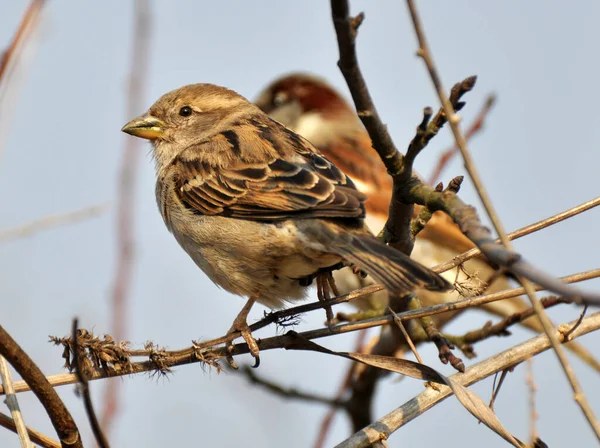 Sparrows Passer Selvagem Sentar Ramo — Fotografia de Stock