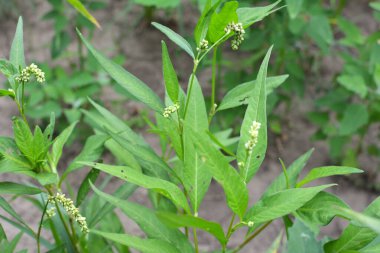 Ot Persicaria lapathifolia tarlaların arasında yetişir..