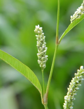 Ot Persicaria lapathifolia tarlaların arasında yetişir..