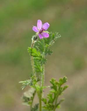 Tarlada, doğadaki bir ot gibi Erodyum cicutarium yetişir.