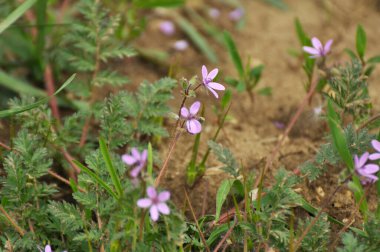 Tarlada, doğadaki bir ot gibi Erodyum cicutarium yetişir.