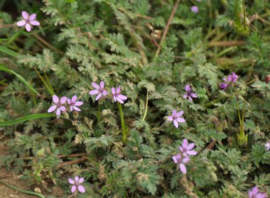 Tarlada, doğadaki bir ot gibi Erodyum cicutarium yetişir.